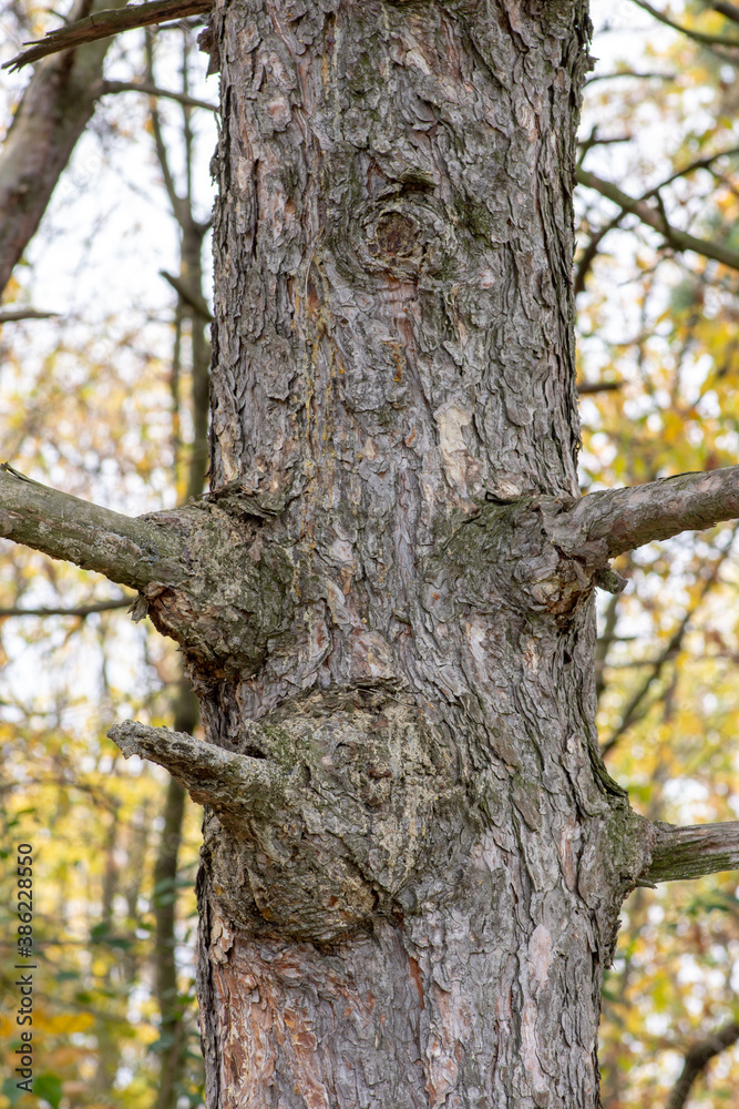 Fototapeta premium Autumn leaves and trees foliage in Kosutnjak park in Belgrade, the capital of Serbia