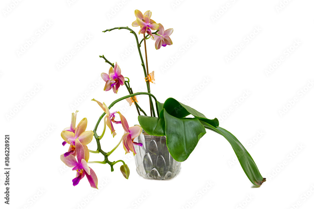 Fototapeta premium Liodoro aroma moth orchid in a pot
