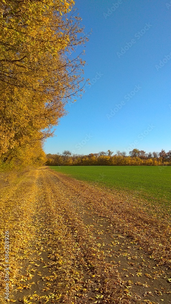 autumn, leaves, field, road
