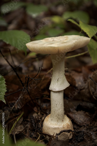 Amanita phalloides in the middle of a wood. Close-up