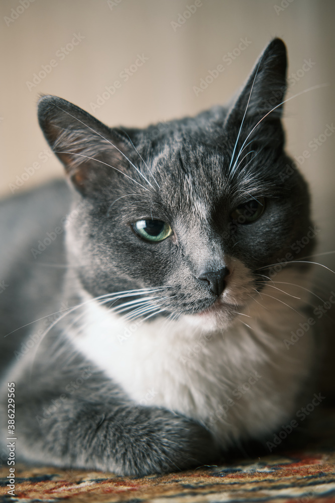 Beautiful closeup of an unhappy grey cat with green yellow eyes