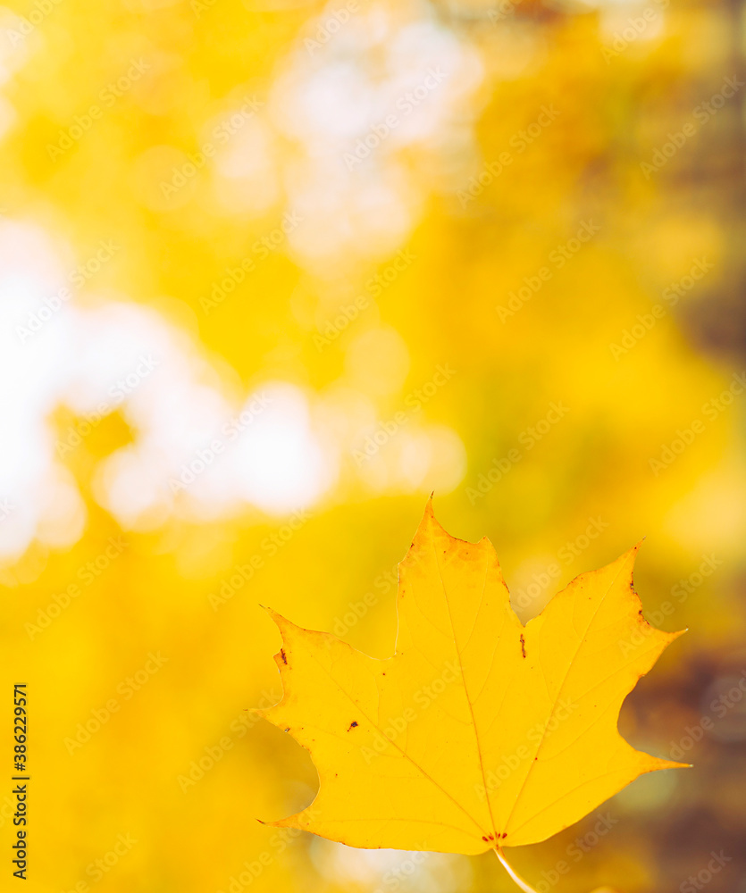 autumn background of orange maple leaves in the Park autumn background of orange maple leaves in the Park
