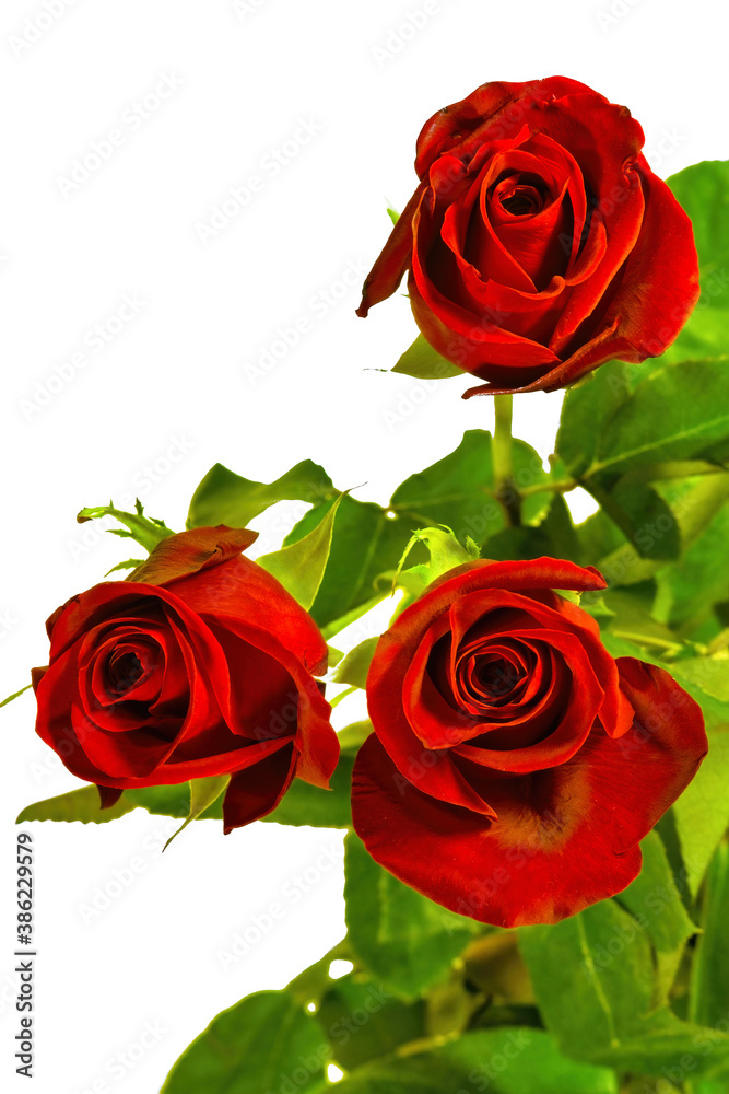 Fototapeta premium Bouquet of three red roses isolate on a white background.