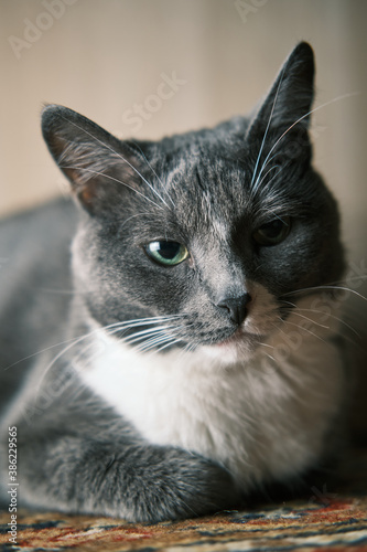Beautiful closeup of an unhappy grey cat with green yellow eyes