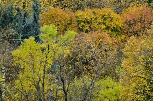 Fototapeta Naklejka Na Ścianę i Meble -  Autumn leaves and trees foliage in Kosutnjak park in Belgrade, the capital of Serbia