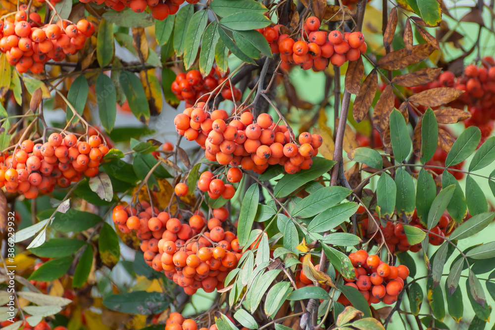Bright clusters of ripe mountain ash hang from the tree. Bright clusters of ripe mountain ash hang from the tree.