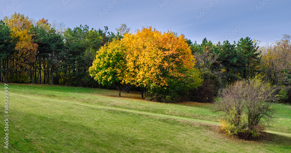 Naklejka premium Autumn leaves and trees foliage in Kosutnjak park in Belgrade, the capital of Serbia