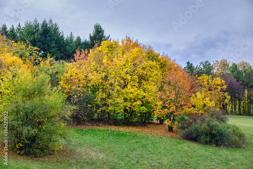 Autumn leaves and trees foliage in Kosutnjak park in Belgrade, the capital of Serbia