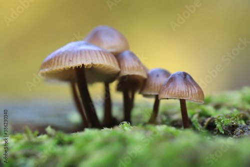 Kleiner braune Pilze auf Moos