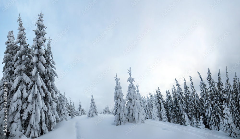 Obraz premium Moody winter landscape of spruce woods cowered with deep white snow in cold frozen mountains.