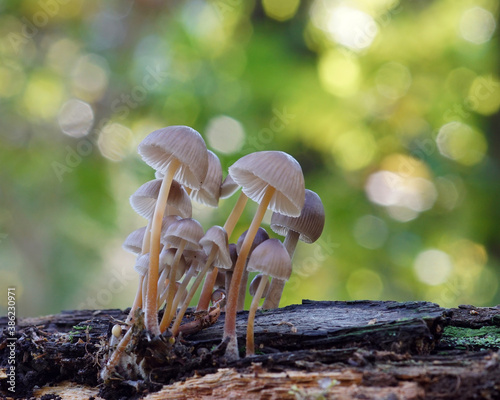 mushrooms in the forest in october