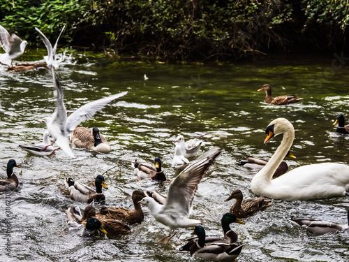 FREEZING FRENZY ON THE WATER