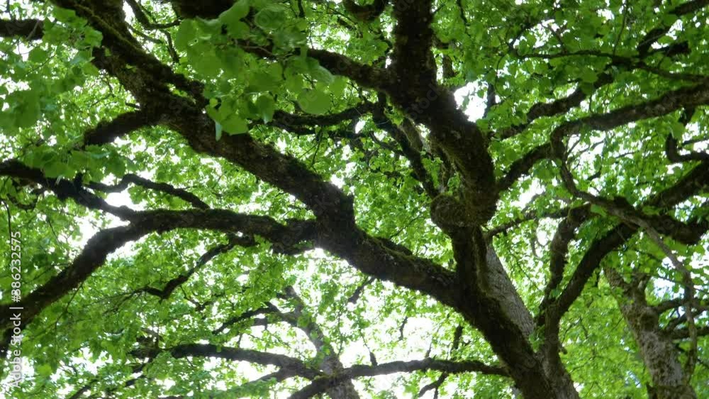 Big tree branches with green leaf in the forest with low angel view. Amassing old tree with long branches almost to the ground. Nature sunlight shining through Big tree