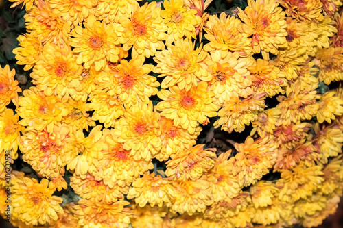 Yellow Сhrysanthemum flowers golden daisy green texture background structure