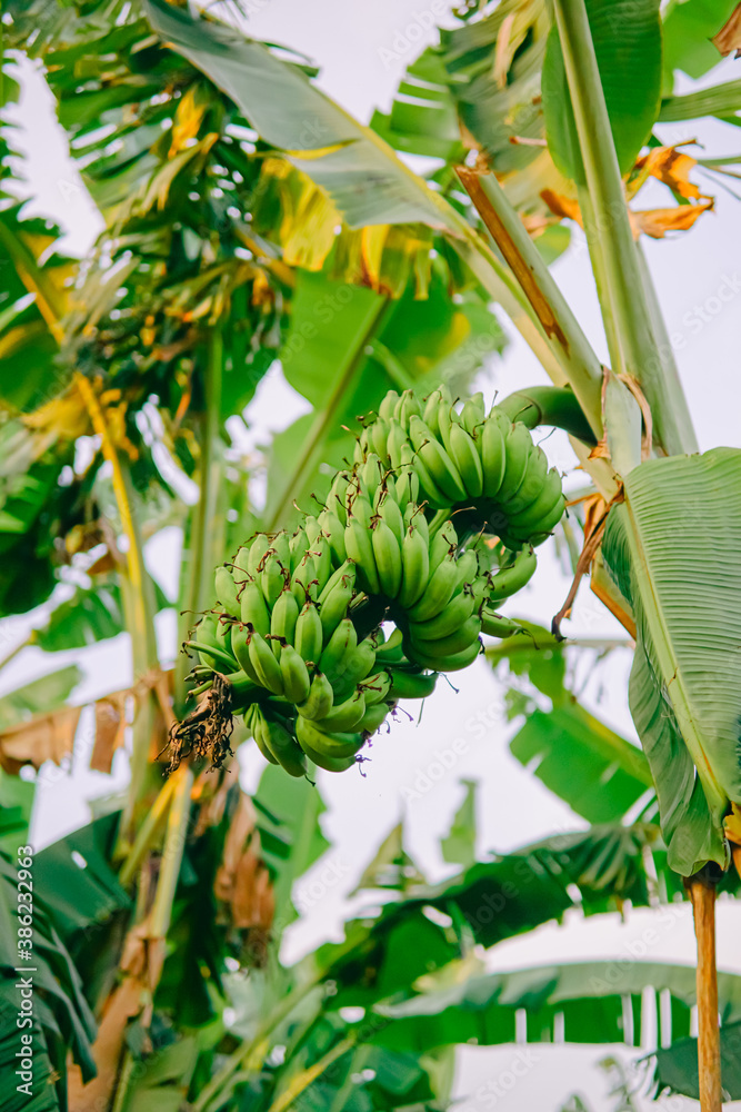 Fototapeta premium a bunch of bananas that are still green and not ripe are still on the tree is not ready for harvest