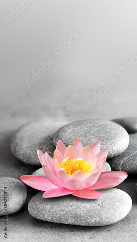 Stack of grey massage stones on grey background and lotus flower.
