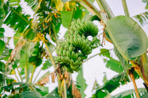 Wallpaper Mural a bunch of bananas that are still green and not ripe are still on the tree is not ready for harvest Torontodigital.ca