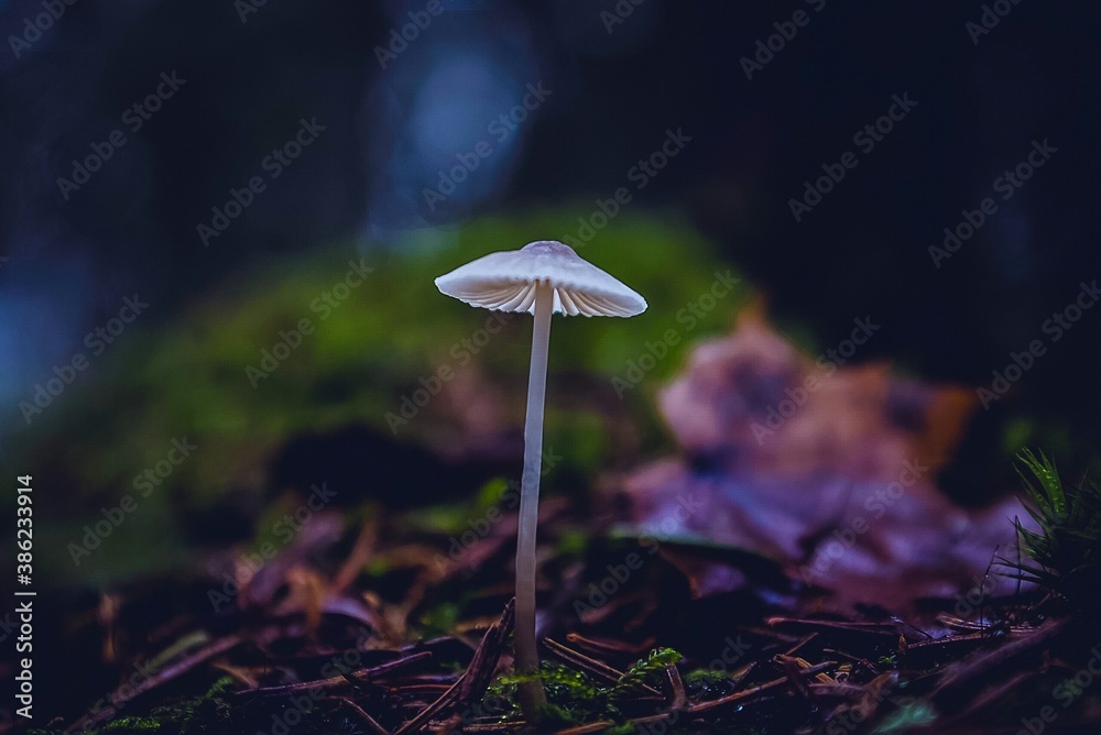 Fototapeta premium mushroom in the forest