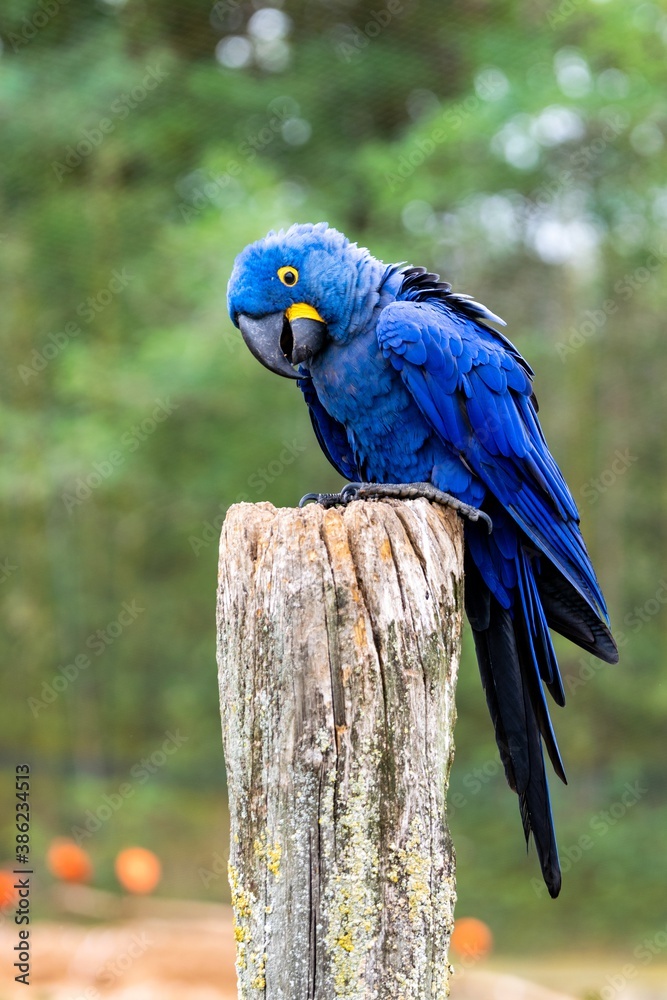Obraz premium portrait of hyacinth macaw bird on a wooden pole