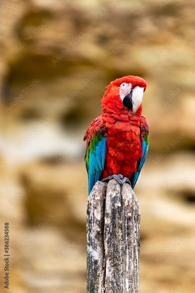 Obraz premium Portrait of Green-wingerd macaw on a wooden pole