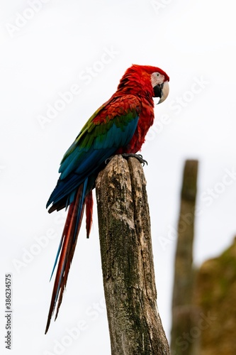 Portrait of Green-wingerd macaw on a wooden pole
