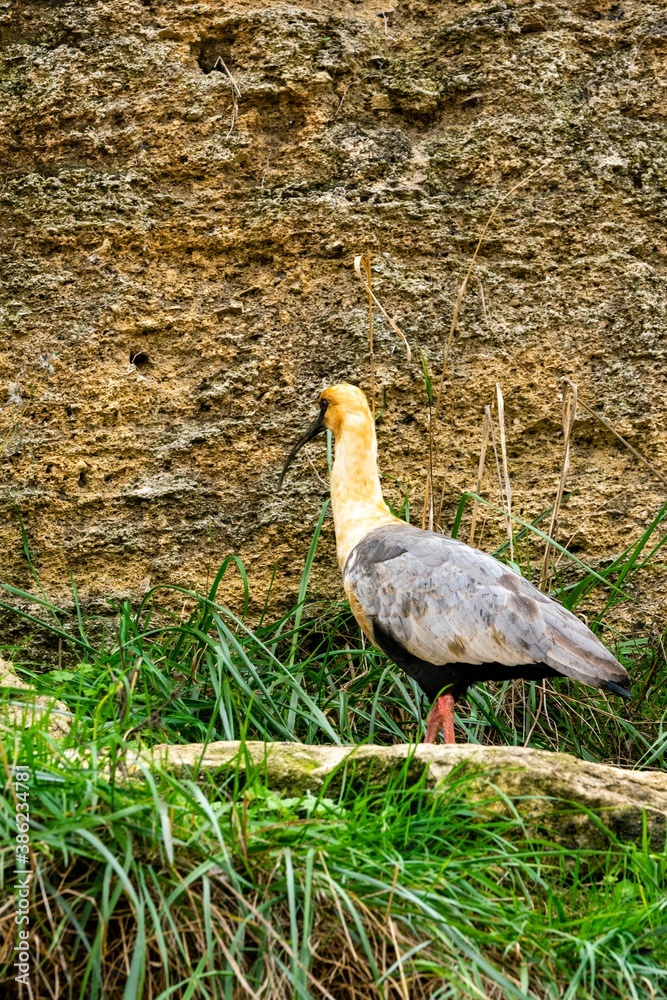 Obraz premium portrait of ibis with black face bird