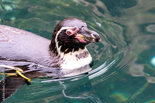 view of penguin in zoologic park photo