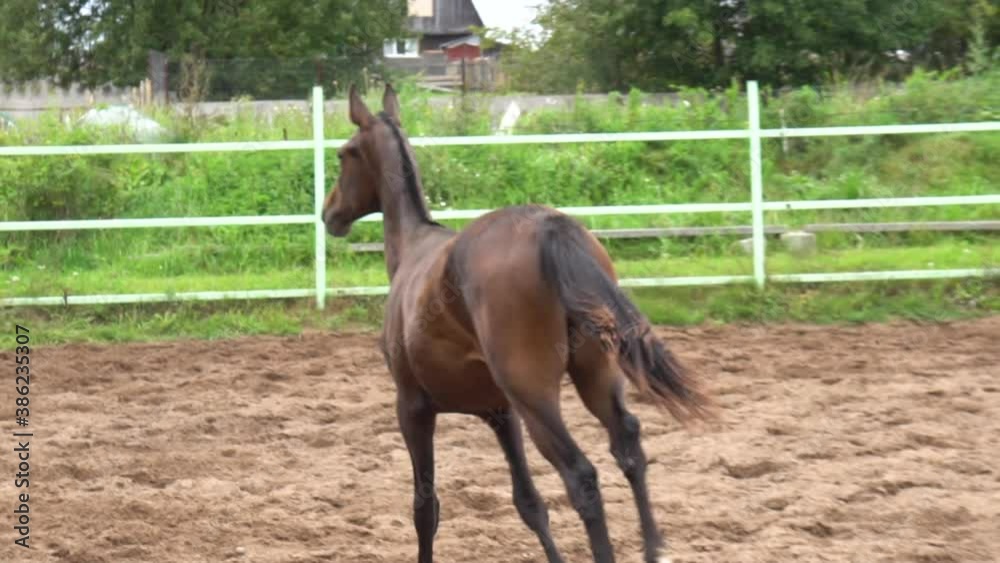 Young bay horse running away in a slow-motion Young bay horse running away in a slow-motion