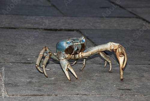 Giant blue crab