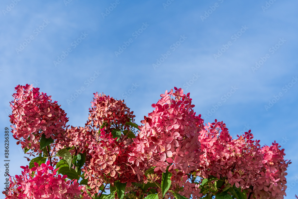 Red tops of hydrangea against a blue sky
