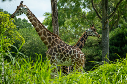 Photography Two giraffes stand behind each other and look in opposite directions