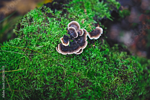 Mushrooms on the moss