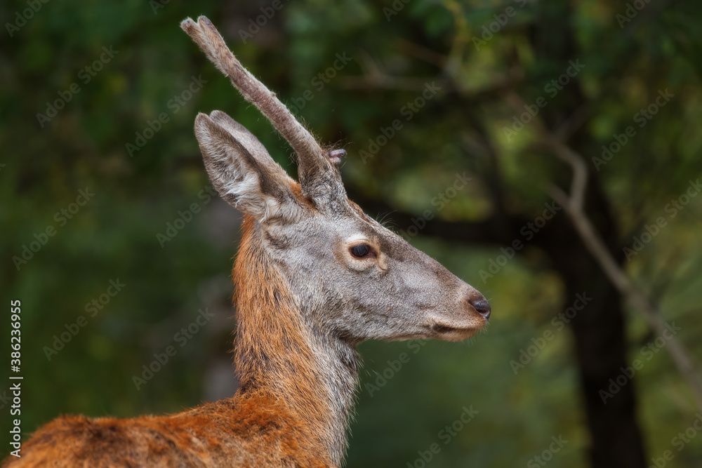 Portrait of a red deer (Cervus elaphus) on a blurry background. Deer in the forest.