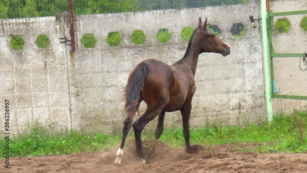 Horse stops near the paddock fence, slow-motion Horse stops near the paddock fence, slow-motion