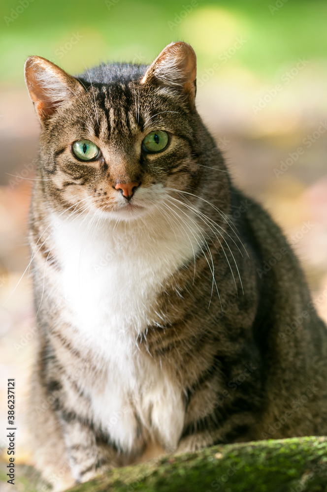 Tabby gray cat looks into the camera, close-up. Full-length portrait of a shorthaired gray cat. Selective focus on the eyes.