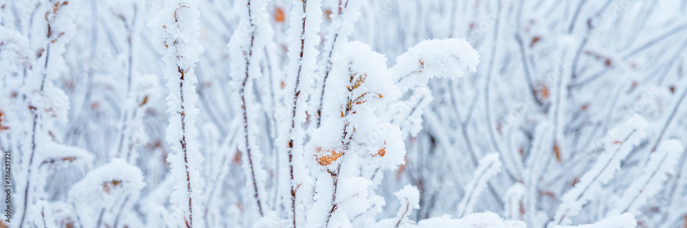 Snow and rime ice on the branches of bushes. Beautiful winter background with twigs covered with hoarfrost. Plants in the park are covered with hoar frost. Cold snowy weather. Cool frosting texture.