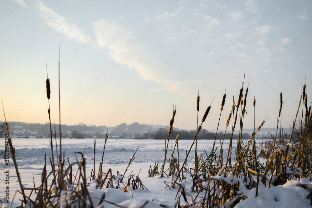 Cane and vegetation over frozen lakes. Cattail reeds on the lake in the snow a winter landscape Cane and vegetation over frozen lakes. Cattail reeds on the lake in the snow a winter landscape