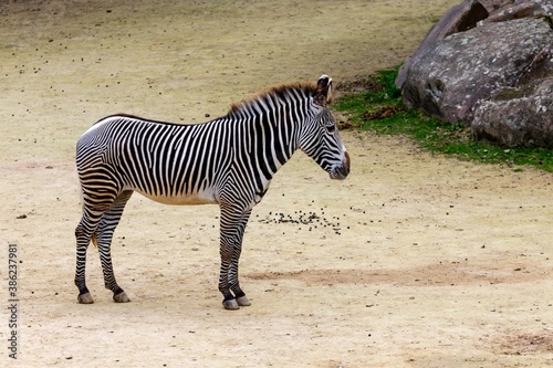 portrait of zebra in front of the cliff