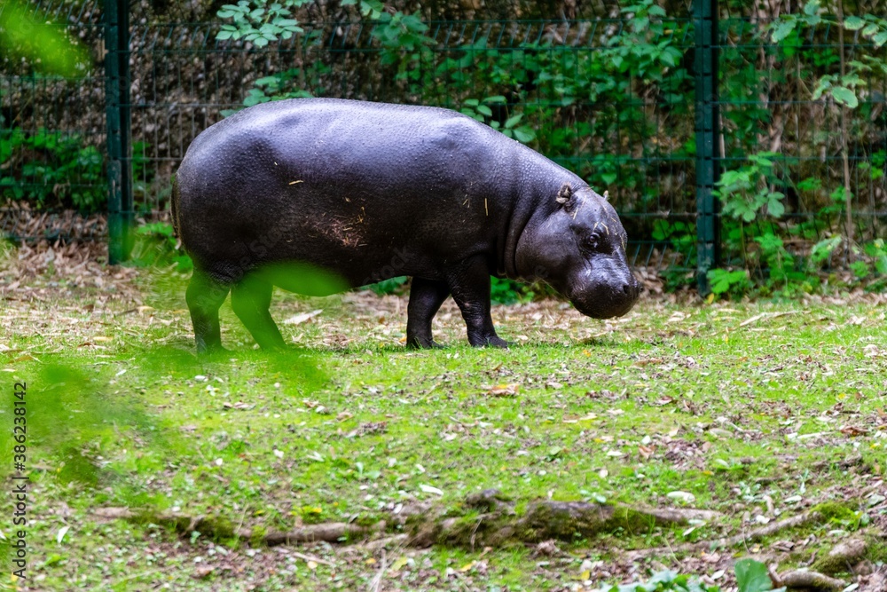 portrait of pygmy hippopotamus in the grass portrait of pygmy hippopotamus in the grass