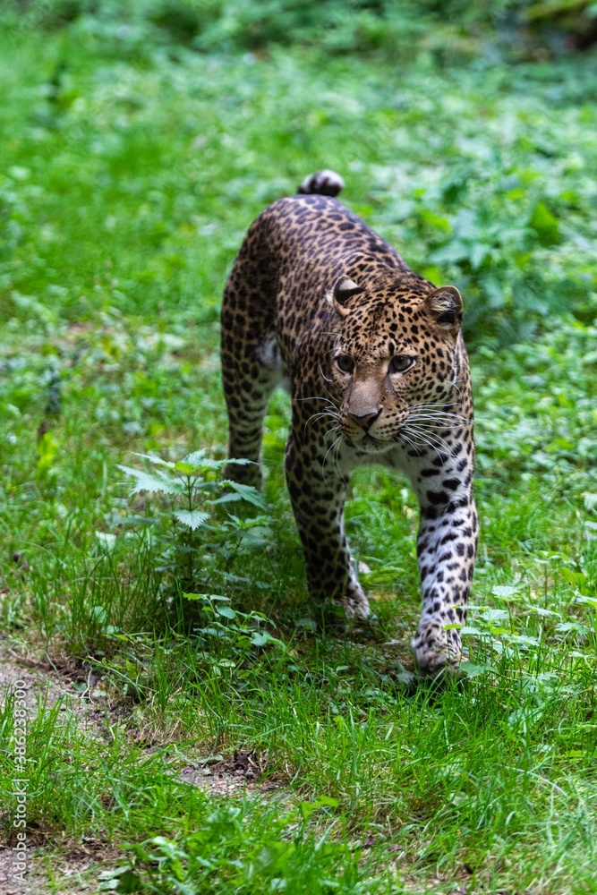 Fototapeta premium portrait of leopard in the grass