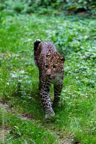 portrait of leopard in the grass