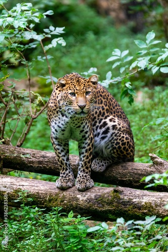 portrait of leopard in the grass