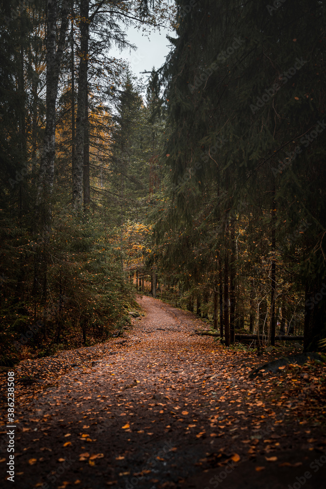 Obraz premium Path in a national park during autumn with fallen leaves on the ground