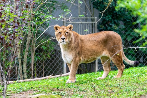 portrait of leo in the grass