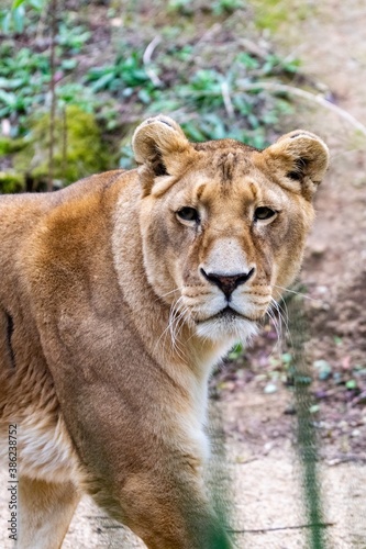 Photography portrait of leo in the grass