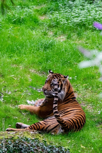 portrait of tiger in the grass