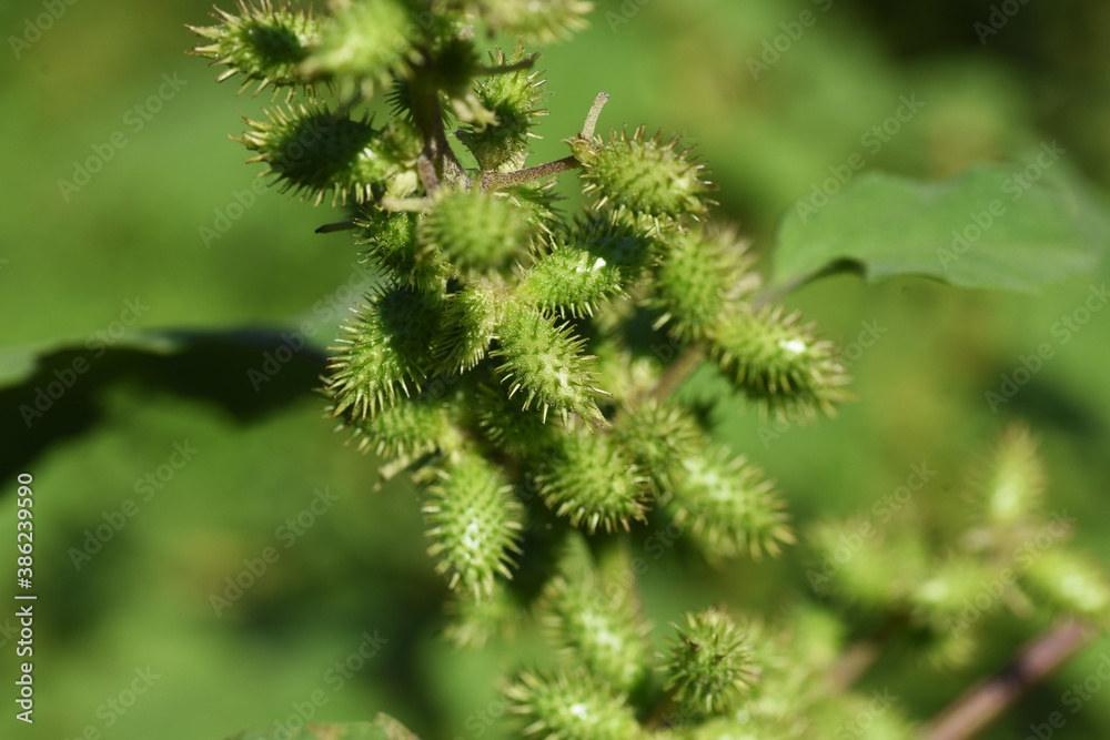 Common cocklebur / Asteraceae annual plant Common cocklebur / Asteraceae annual plant