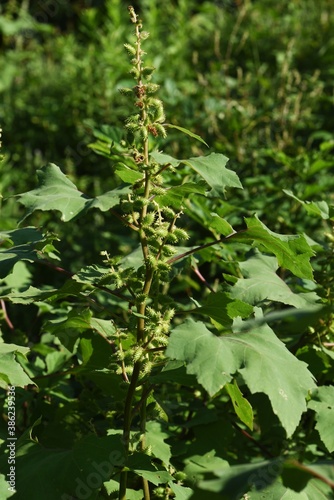 Common cocklebur / Asteraceae annual plant