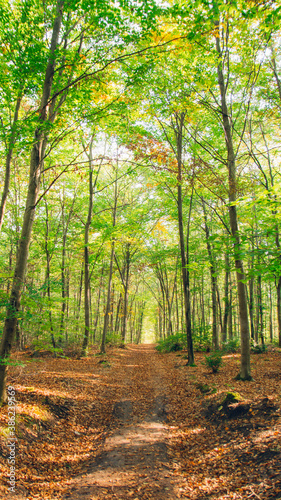 Forêt et Champignon photo