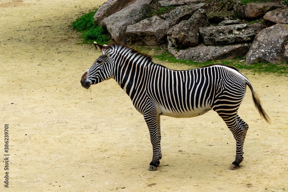 portrait of zebra in front of the cliff portrait of zebra in front of the cliff